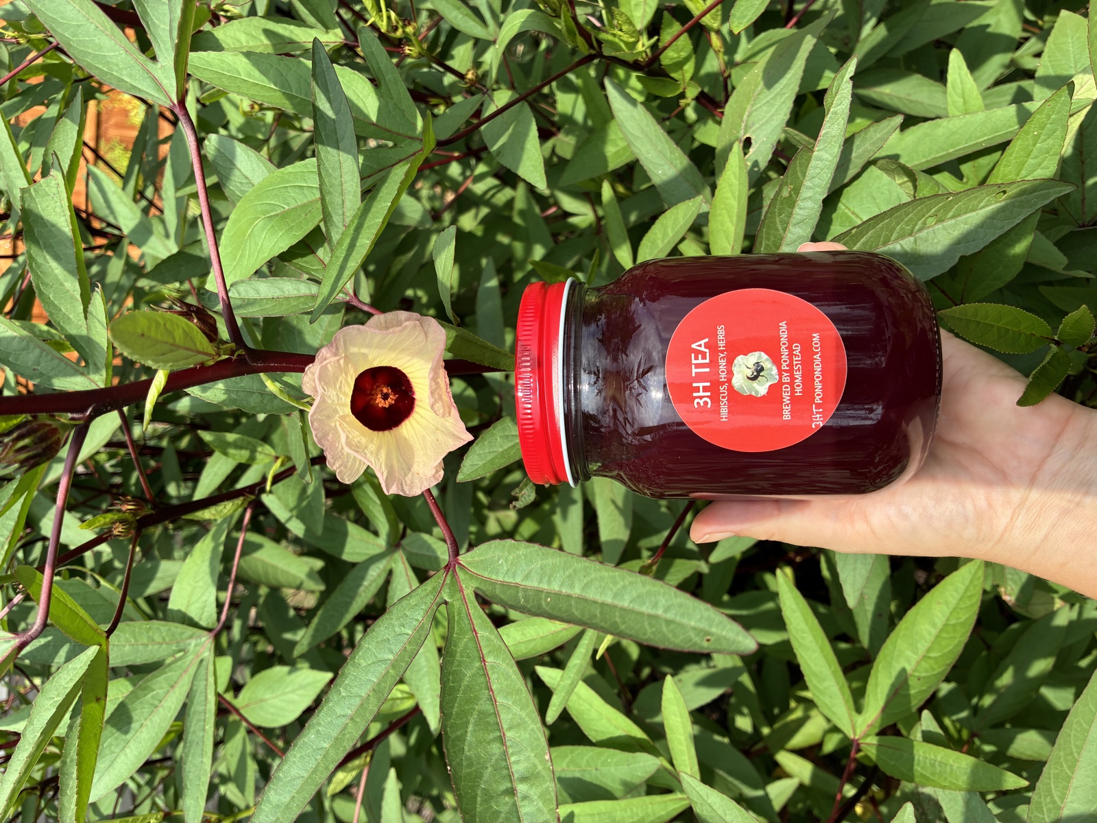 Jar of 3H Tea with fresh hibiscus flower from the homestead